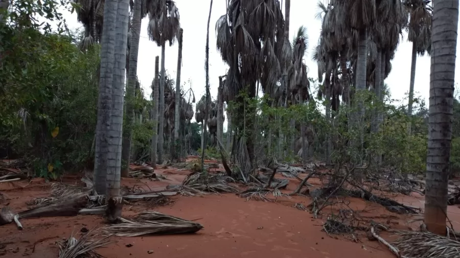Moradores denunciam impactos de parque solar no Piauí
