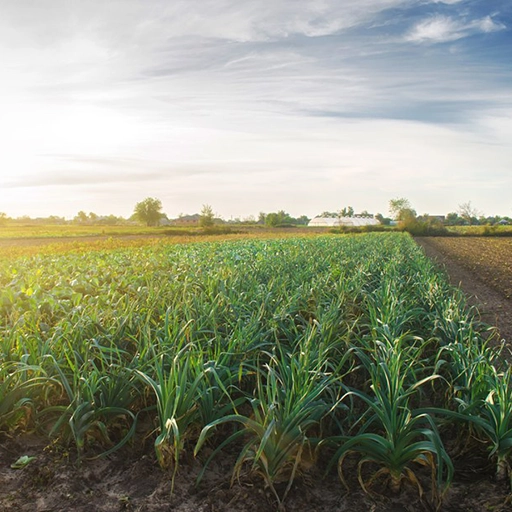 Sistema de Cadastro Ambiental Rural